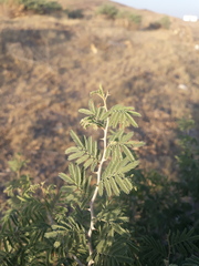 Prosopis farcta
