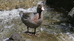 Hymenolaimus malacorhynchos