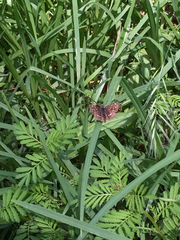 Piruna polingii