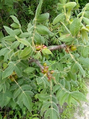 Bursera cuneata