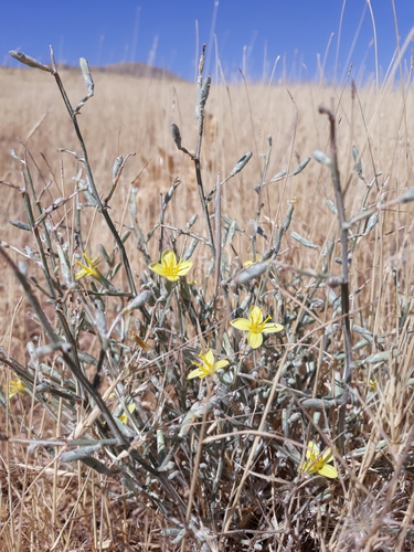 Oriental lettuce (Lactuca orientalis)