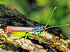 Proctolabus mexicanus - Photo (c) batfish, some rights reserved (CC BY-NC), uploaded by batfish