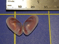 Tellinoidea