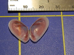 Tellinoidea