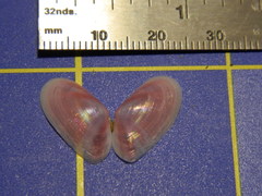 Tellinoidea
