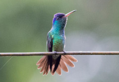 Chrysuronia oenone