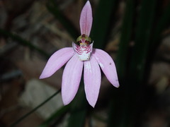 Caladenia quadrifaria