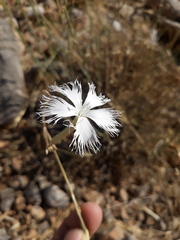 Dianthus macranthoides