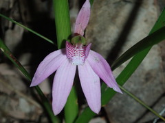 Caladenia quadrifaria