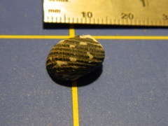 Nerita tessellata