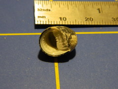 Nerita tessellata
