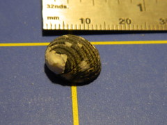 Nerita tessellata