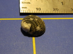 Nerita tessellata