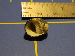 Nerita tessellata