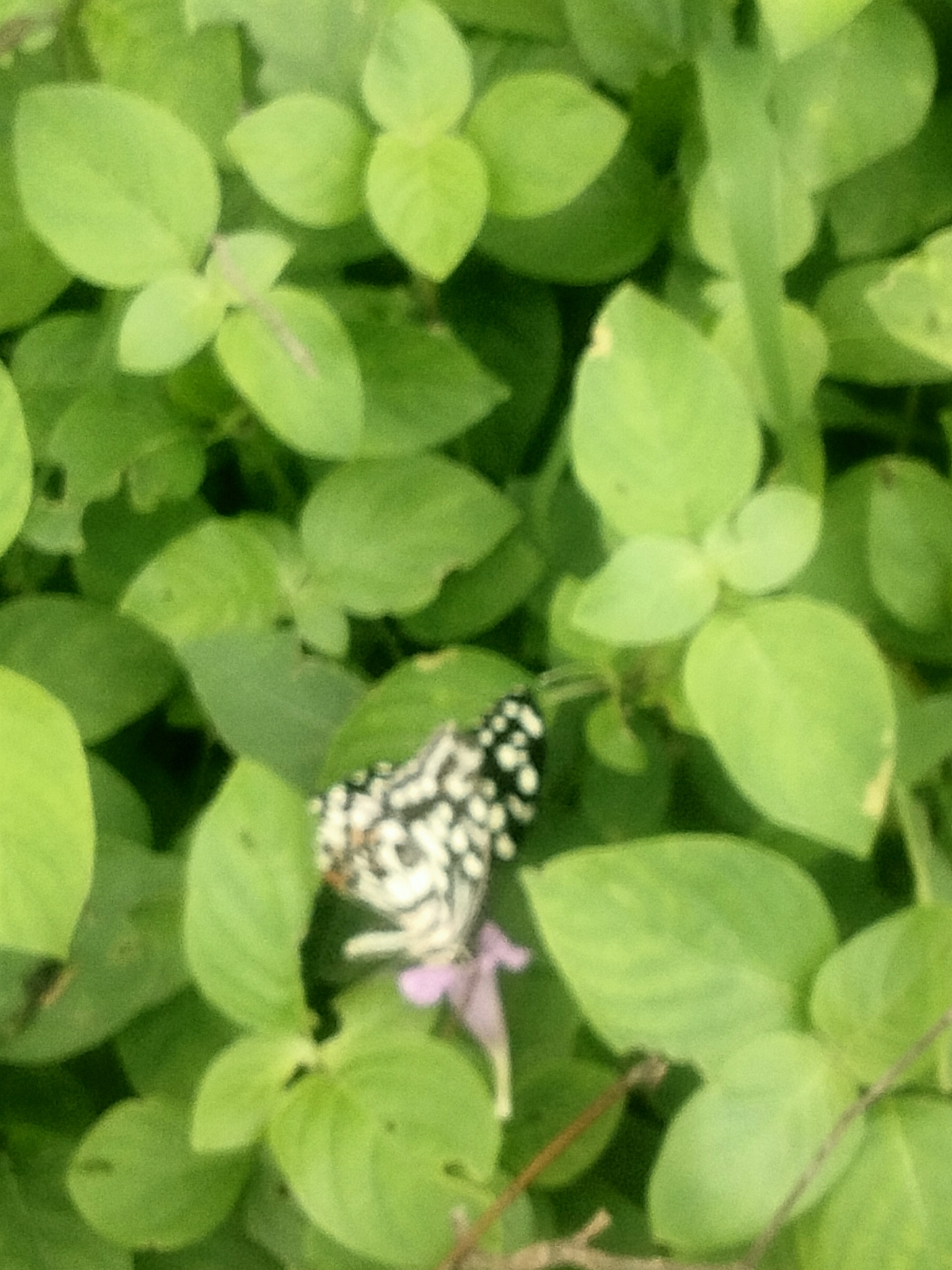 Lime Swallowtail