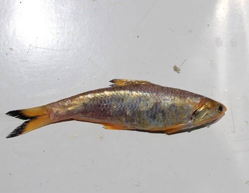 Stekelansjovis (Anchoa spinifer) — Engraulidae — 4