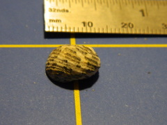 Nerita tessellata