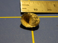 Nerita tessellata