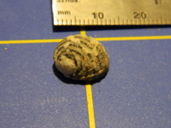 Nerita tessellata
