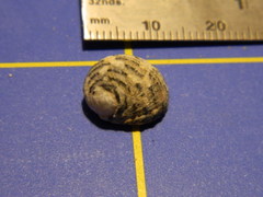 Nerita tessellata