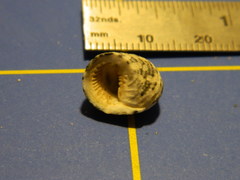 Nerita tessellata