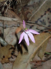 Caladenia quadrifaria