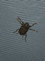 Trypanidius notatus