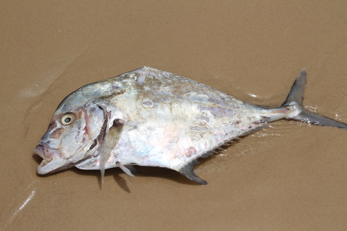 Alexandrijnse pampel (Alectis alexandrina) — Carangidae — 2