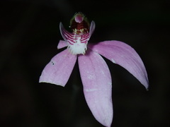 Caladenia quadrifaria