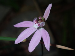 Caladenia quadrifaria