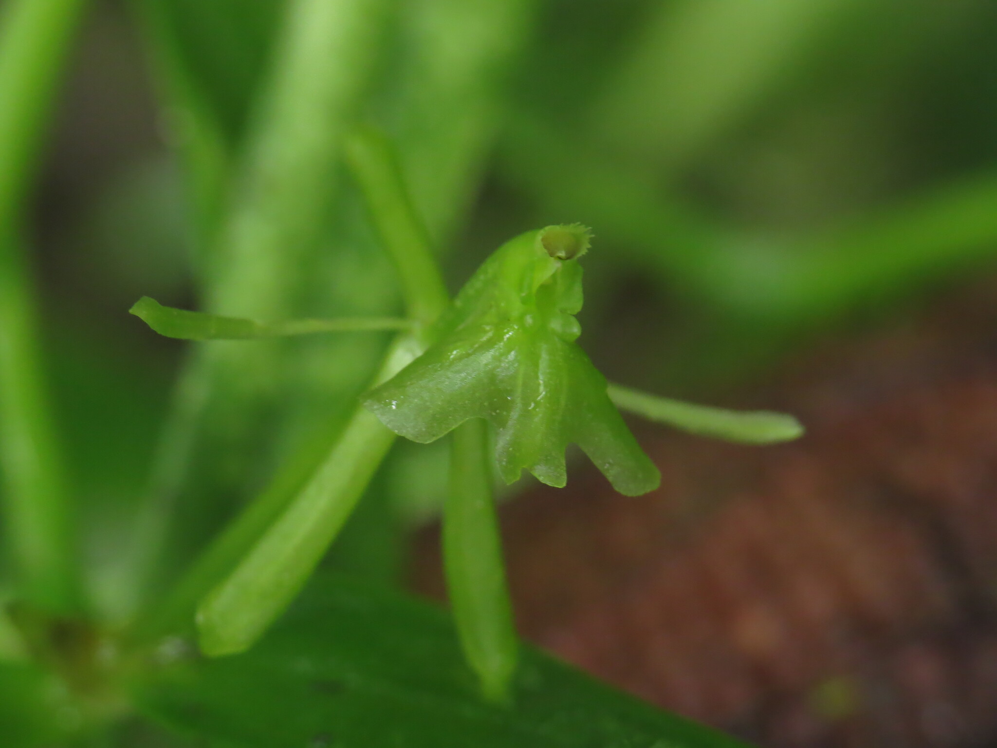 Epidendrum trialatum Hágsater & L.Sánchez 3