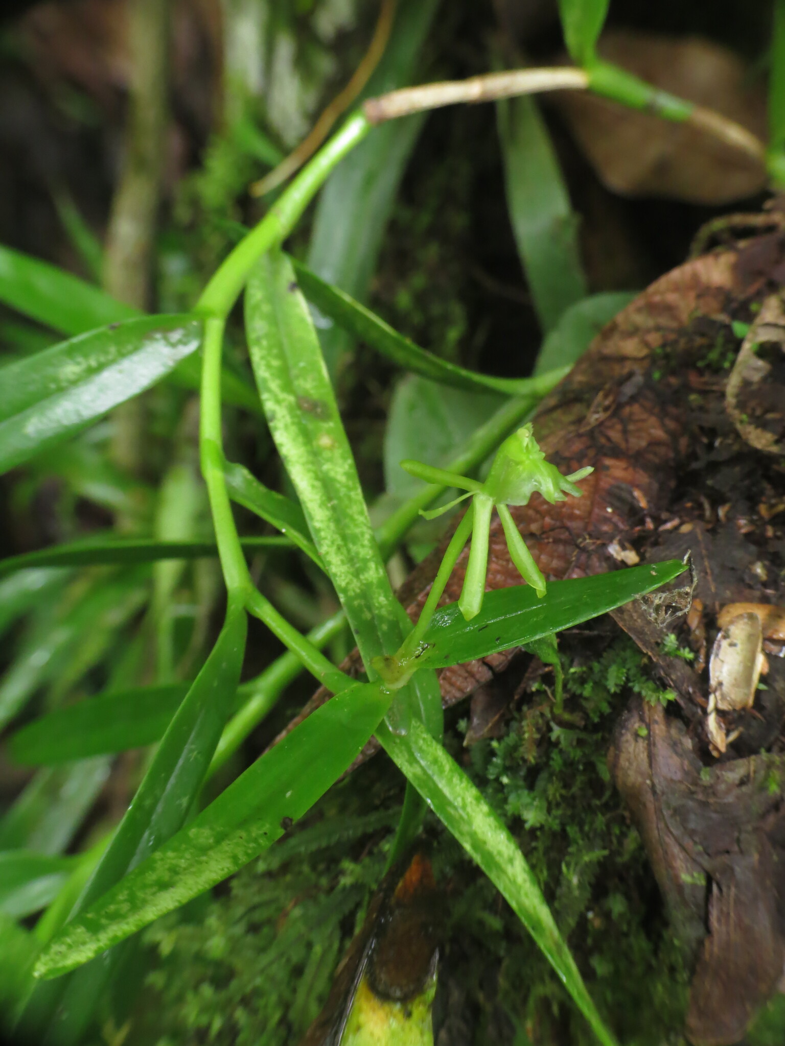 Epidendrum trialatum Hágsater & L.Sánchez 4