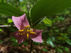 Trillium catesbaei