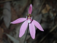 Caladenia quadrifaria