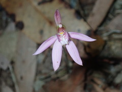 Caladenia quadrifaria