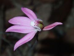 Caladenia quadrifaria