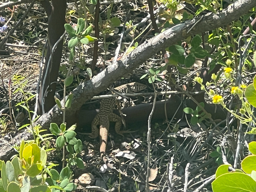 iNaturalist observation photo of Western Whiptail
