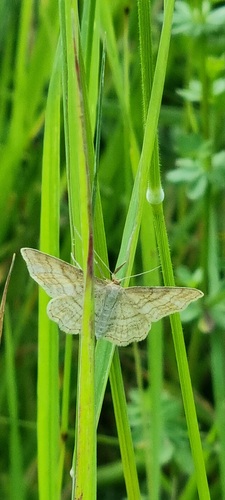 Idaea macilentaria