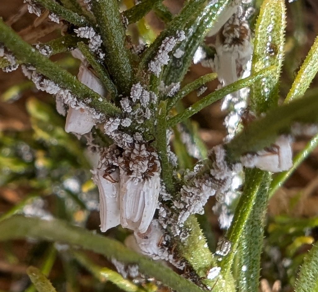 Praelongorthezia nigrocincta