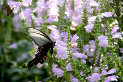Papilio macilentus