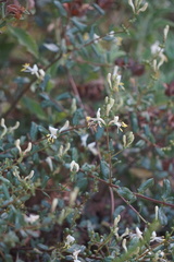 Lonicera subspicata subspicata