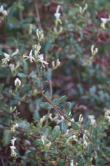Lonicera subspicata subspicata