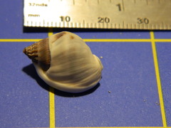Nassarius arcularia