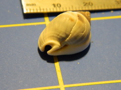 Nassarius arcularia