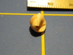 Nassarius globosus