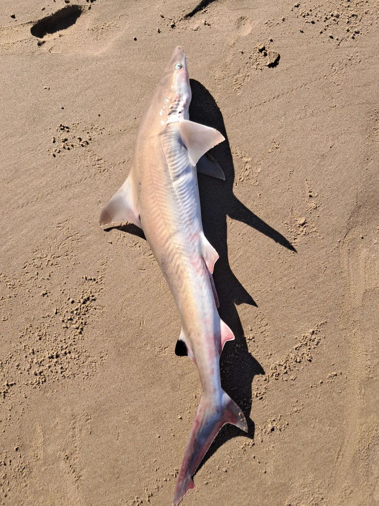 Human's Whaler Shark