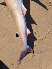 Human's Whaler Shark photo 2