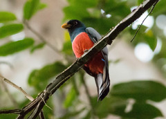 Trogon melanurus