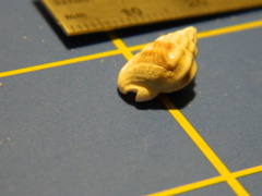 Nassarius arcularia