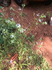 Eryngium beecheyanum